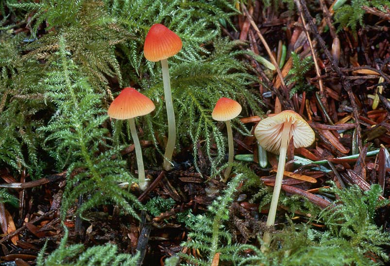 Mycena aurantiidisca